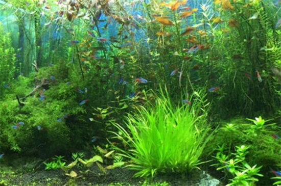 水草种子如何种