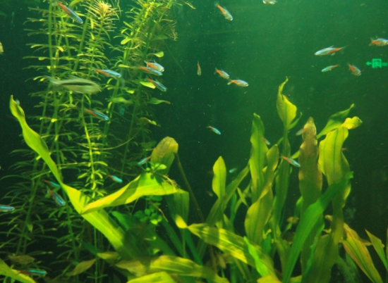 好养的水草种类有哪些