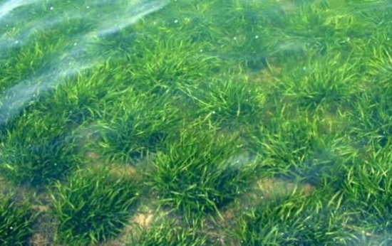 好养的水草种类有哪些