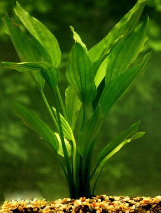 好养的水草种类有哪些