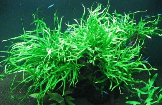 好养的水草种类有哪些