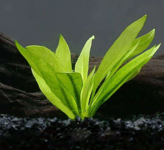 好养的水草种类有哪些