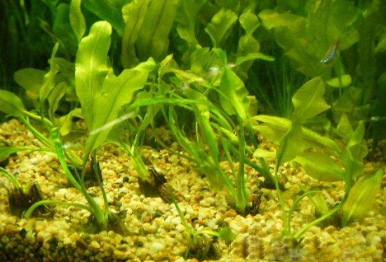 好养的水草种类有哪些