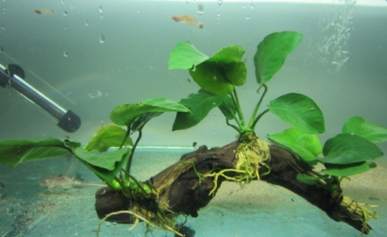 好养的水草种类有哪些