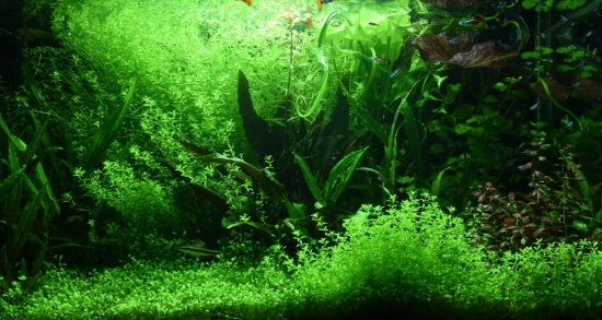 好养的水草种类有哪些