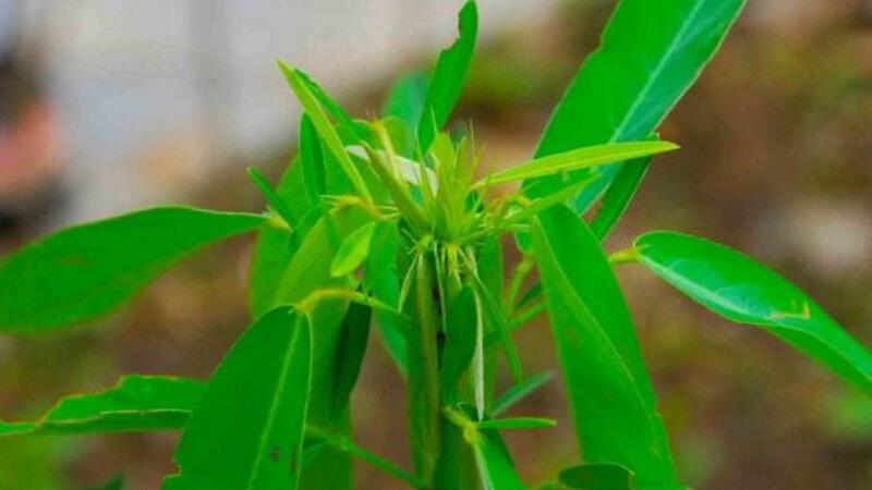 跳舞草盆景如何养