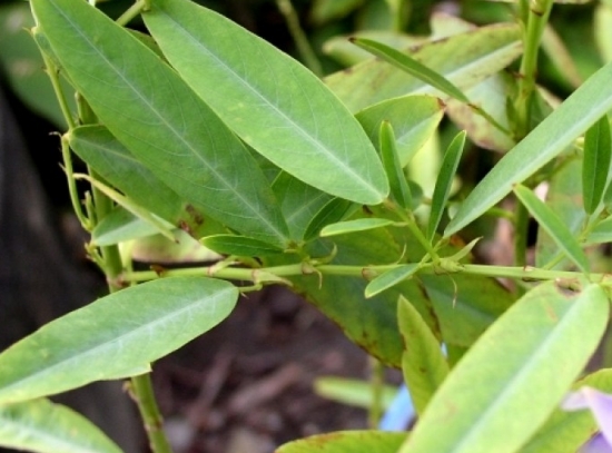 会“跳舞”的植物——跳舞草