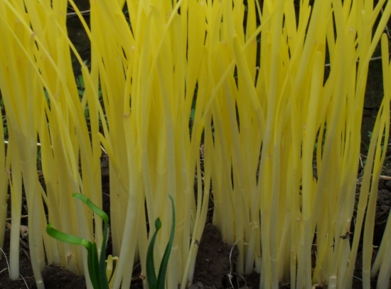 韭黄做法及食用留意：春季食用有益于肝，但阴虚火旺、有眼疾和胃肠虚弱的人不宜多食。