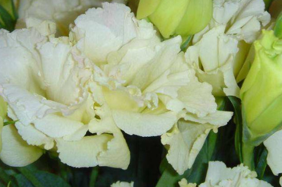 洋桔梗叶子软了如何救