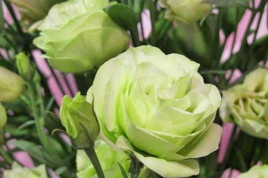 洋桔梗叶子软了如何救