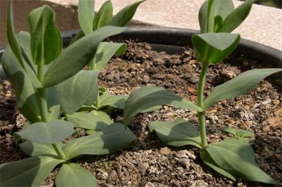 洋桔梗盆栽如何养，5个办法教你养活洋桔梗