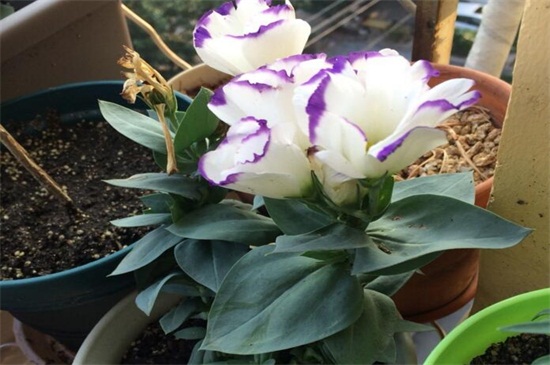 洋桔梗盆栽如何养，5个办法教你养活洋桔梗