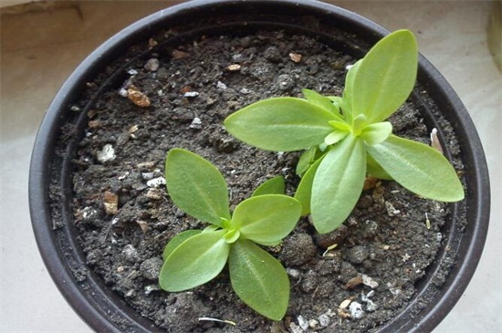 洋桔梗盆栽如何养，5个办法教你养活洋桔梗