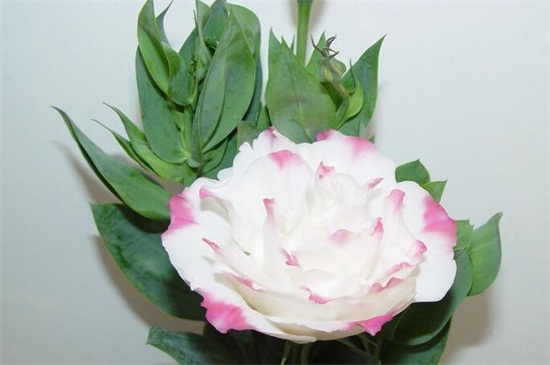 洋桔梗盆栽如何养，5个办法教你养活洋桔梗