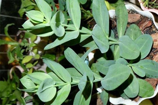 洋桔梗盆栽如何养，5个办法教你养活洋桔梗