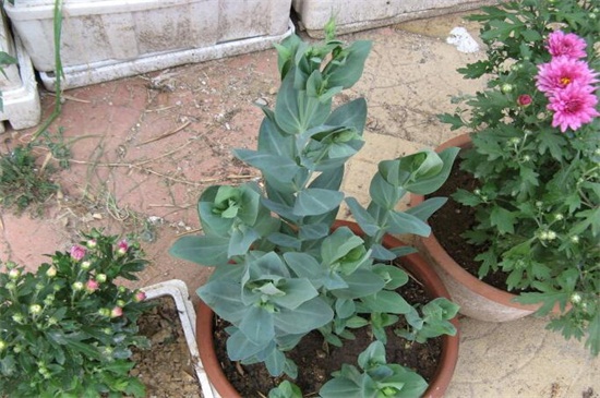 洋桔梗盆栽如何养，5个办法教你养活洋桔梗