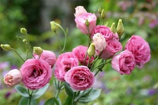 洋桔梗可以扦插吗,可以/详解扦插洋桔梗4大步骤