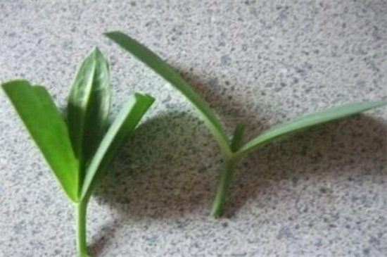 洋桔梗可以扦插吗,可以/详解扦插洋桔梗4大步骤