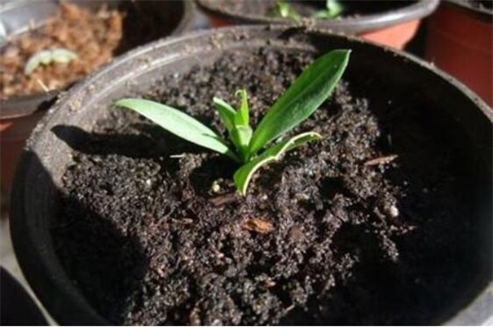 洋桔梗可以扦插吗,可以/详解扦插洋桔梗4大步骤