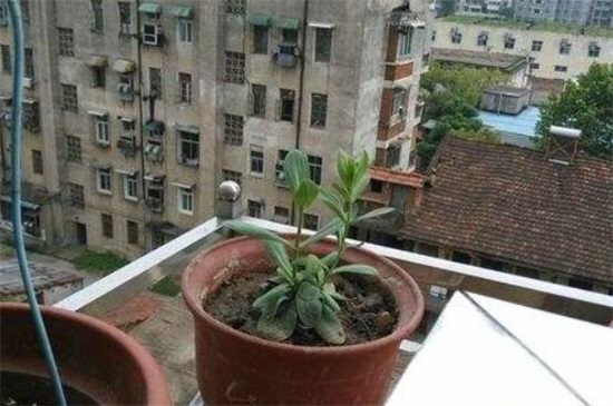 洋桔梗可以扦插吗,可以/详解扦插洋桔梗4大步骤