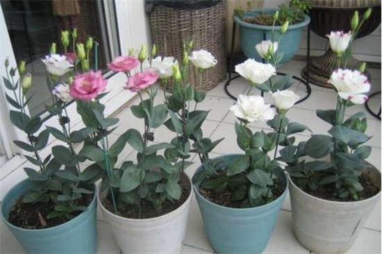 洋桔梗可以扦插吗,可以/详解扦插洋桔梗4大步骤