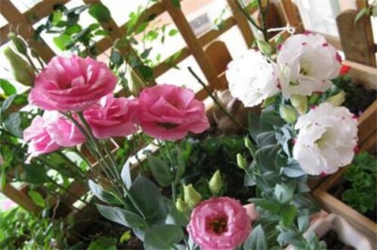 洋桔梗可以扦插吗,可以/详解扦插洋桔梗4大步骤