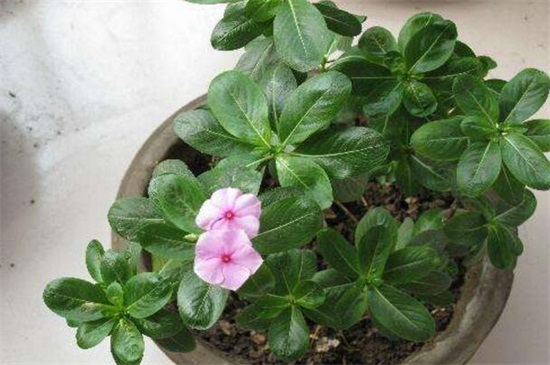 花店买的洋桔梗如何养，3个办法可让成活率过百