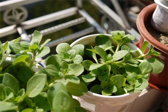 花店买的洋桔梗如何养，3个办法可让成活率过百