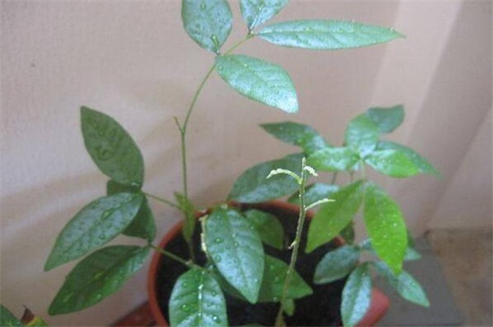 花店买的洋桔梗如何养，3个办法可让成活率过百