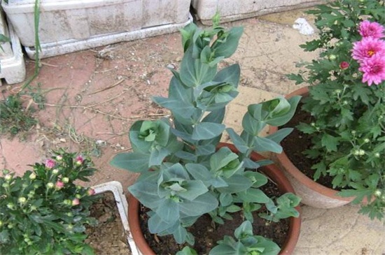 花店买的洋桔梗如何养，3个办法可让成活率过百