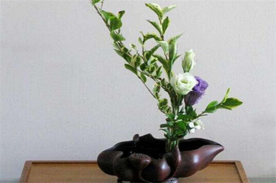 花店买的洋桔梗如何养，3个办法可让成活率过百