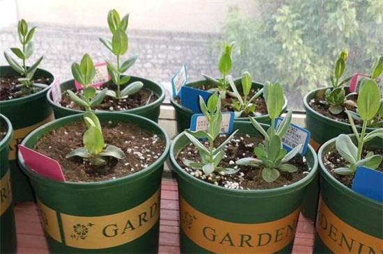 花店买的洋桔梗如何养，3个办法可让成活率过百