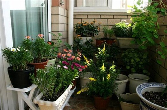 花店买的洋桔梗如何养，3个办法可让成活率过百