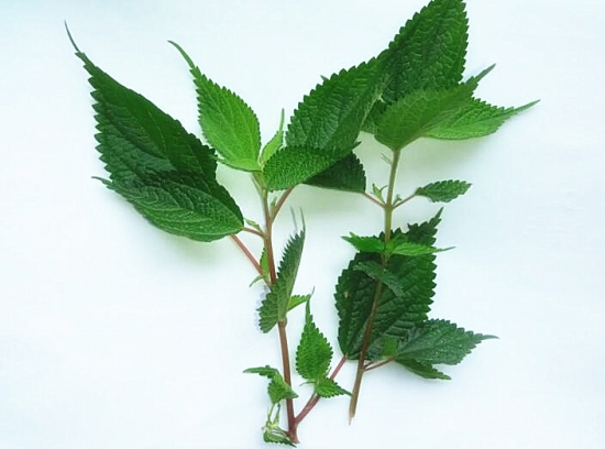 溪黄草的介绍 溪黄草的介绍,溪黄草茶的功效与作用