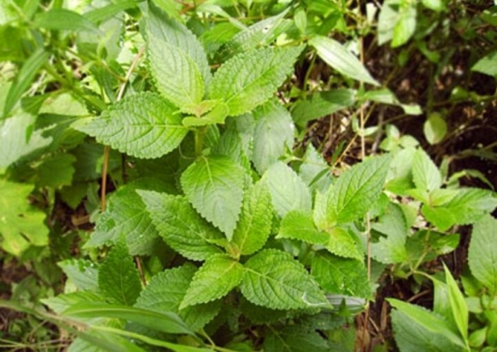 溪黄草的介绍 溪黄草的介绍,溪黄草茶的功效与作用