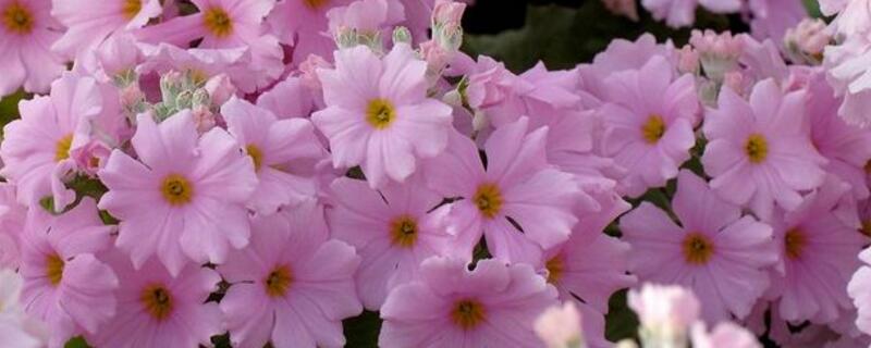 樱草花的养殖办法及留意事项