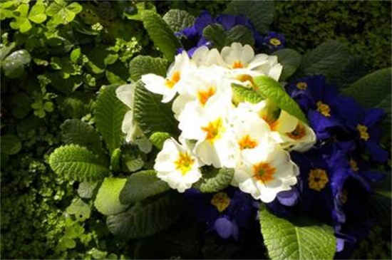 樱草花的养殖办法及留意事项