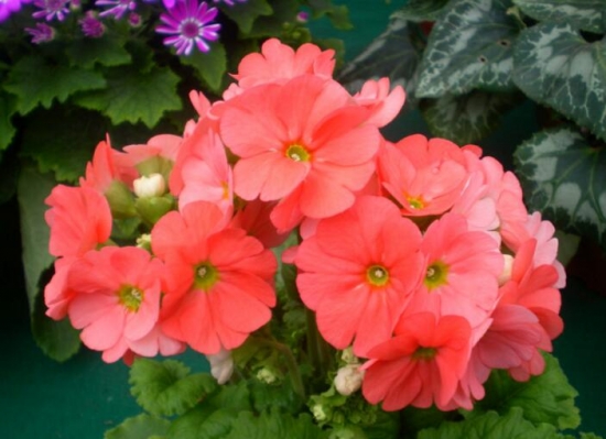 樱草花的养殖办法，樱草花的花语