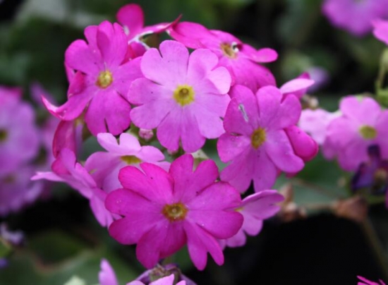 樱草花的养殖办法，樱草花的花语