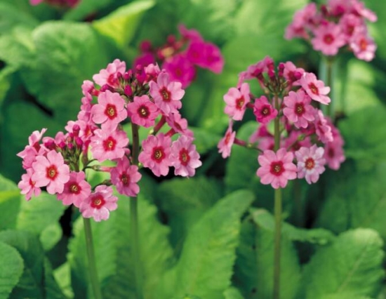 樱草花的养殖办法，樱草花的花语