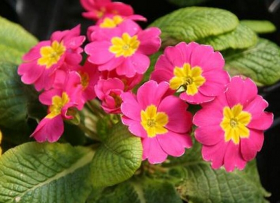 樱草花的养殖办法，樱草花的花语