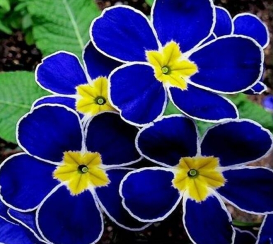 樱草花的养殖办法，樱草花的花语