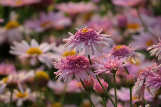 木茼蒿如何养，腐殖土栽培并通风养护