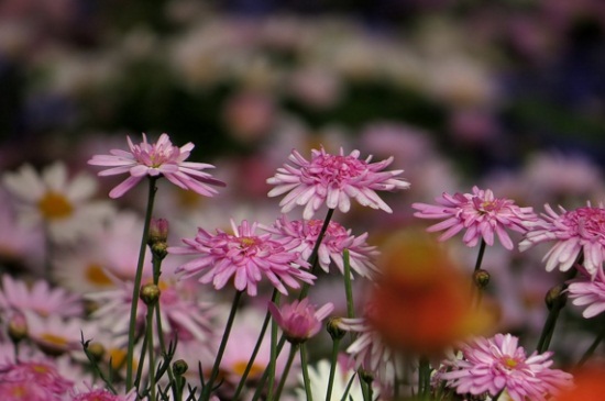 木茼蒿如何养，腐殖土栽培并通风养护