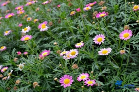 木茼蒿如何养，腐殖土栽培并通风养护