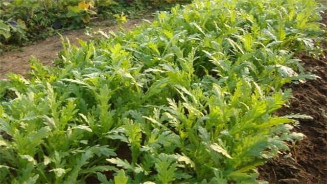 茼蒿种植时间和办法