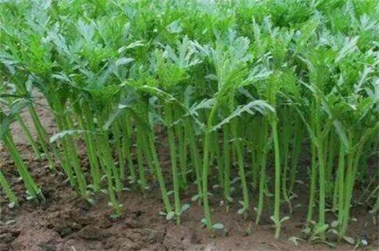 茼蒿种植时间和办法