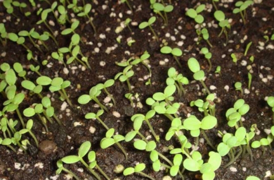 茼蒿的栽培技术