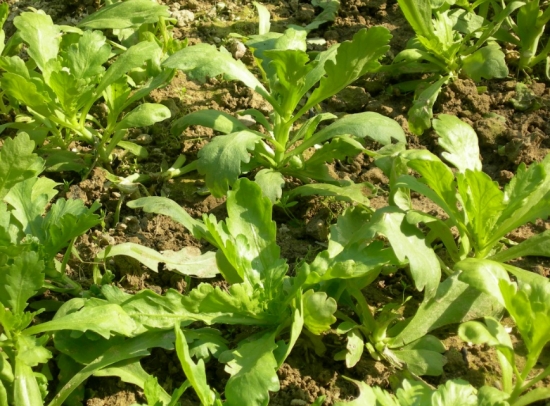 茼蒿的栽培技术