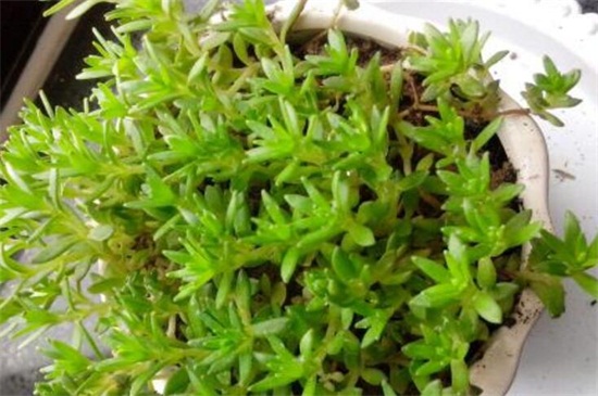 垂盆草如何种，掌握6个步骤可迅速发芽